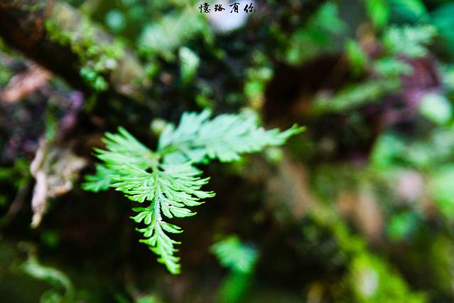 荔波大七孔景区