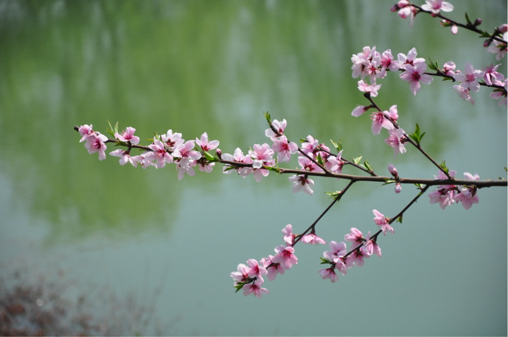 "我这种没身材的瘦小人群倒是很合适宜的_西湖"的评论图片