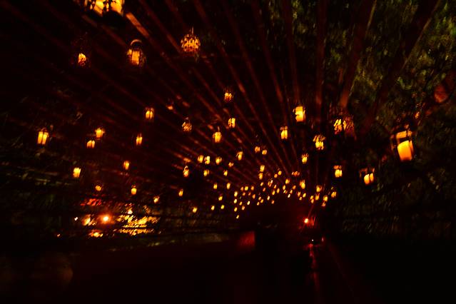 坦帕湾布希花园