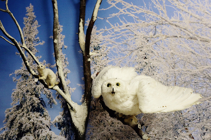 摩尔曼斯克州立博物馆图片