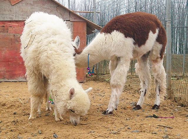 两只羊驼正在打kiss,是不是太有爱了,哈哈