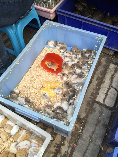 甬道街花鸟市场图片