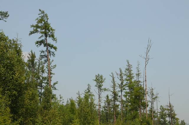 呼伦贝尔草原行