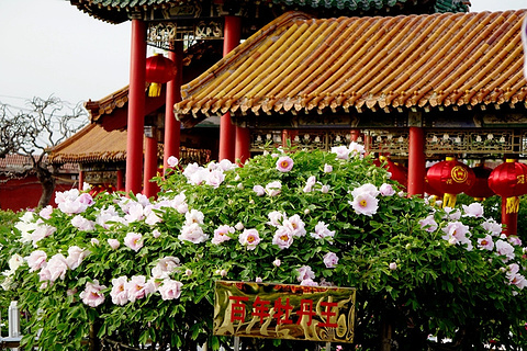 曹州百花园
