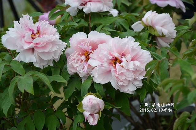 中国科学院华南国家植物园