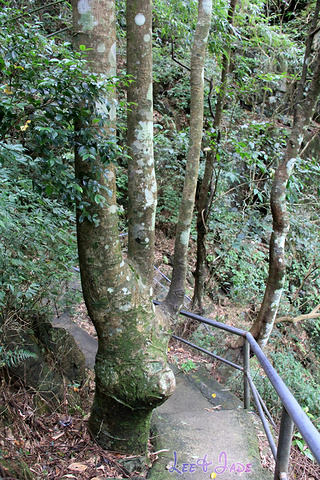 "...天飘降，轻柔，飘忽，无声无息……与雄伟壮阔的悬崖背景，刚柔并济，奇妙地融为一体，真叫人叹为观止_广东大峡谷"的评论图片