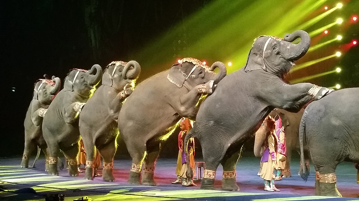 2017长隆国际大马戏很值得一看的_长隆国际马