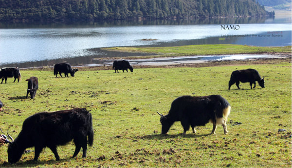 年轻时应该去远方,丽江,泸沽湖,香格里拉