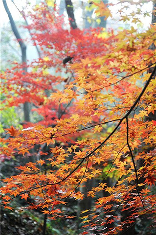 "要上栖霞山要经过栖霞寺，门票在栖霞寺门口买！我们也没什么路线，纯粹是在山上随便找些路走走！票价2元_栖霞山"的评论图片