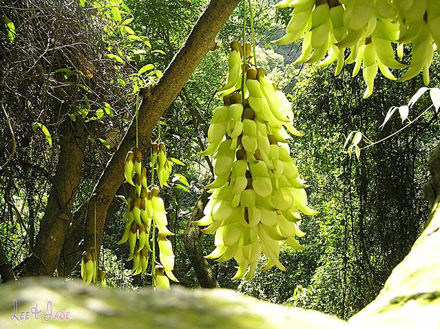 天鹿湖森林公园