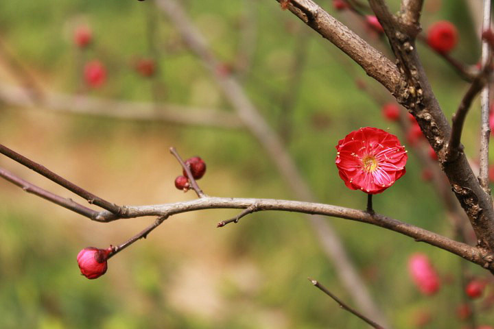 "今天又是一个晴天，听说团城山公园的梅花开了，于是约上了三五好友前去观赏_团城山公园"的评论图片