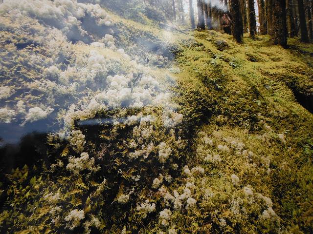 蒙特利尔生物圈