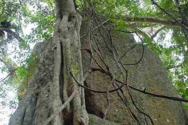 坝王岭长臂猿自然保护区
