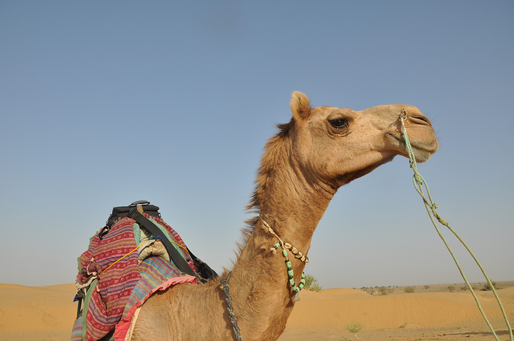 骑得这匹骆驼才5岁还是个小孩特别喜欢跑而且骆驼跑起来是顺拐得真的