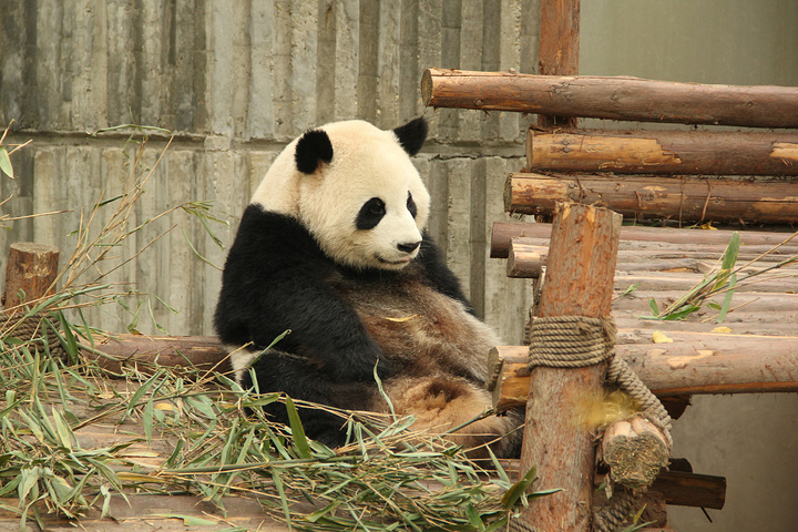 饲养员说熊猫都不喜欢群居所以成年后就要一个一个隔开了这群看样子是