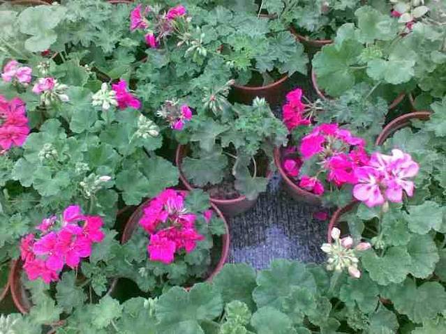 杭州西湖风景名胜区-大清谷