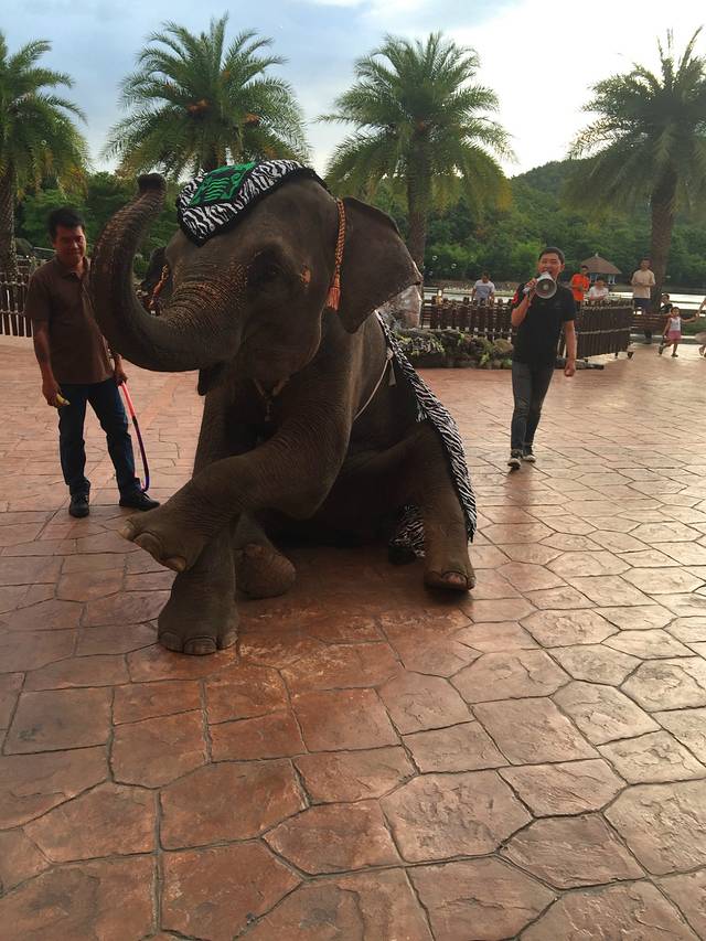 清迈夜间野生动物园