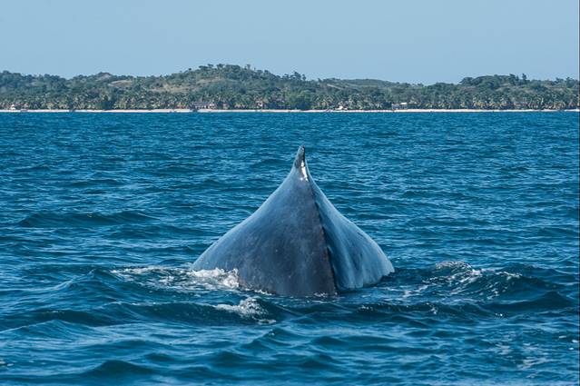 座头鲸巨大的背脊