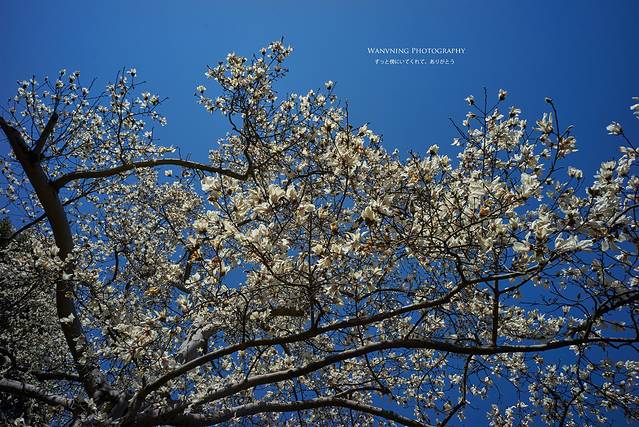 井之头自然文化公园