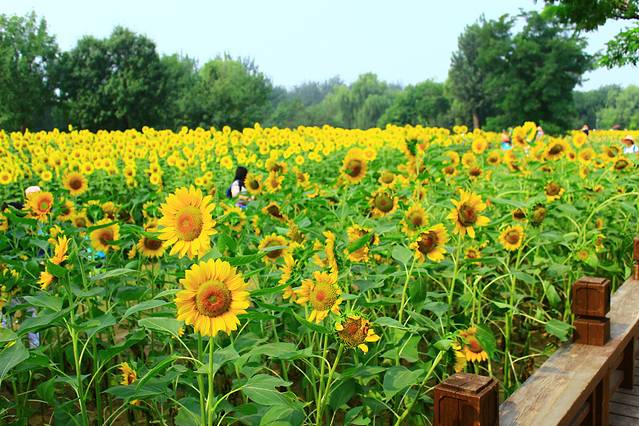 奥林匹克森林公园