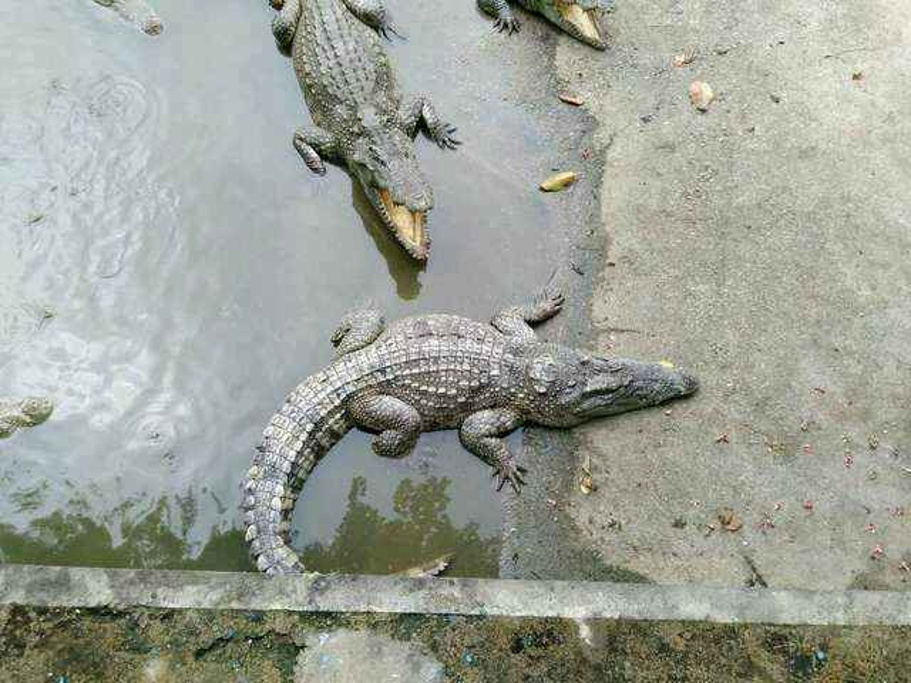 鳄鱼公园