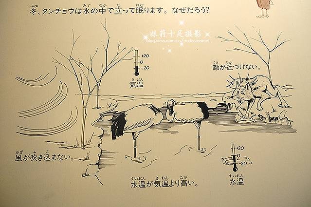 钏路市丹顶鹤自然公园