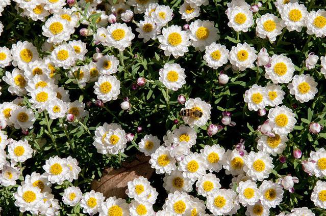 澳大利亚国家植物园