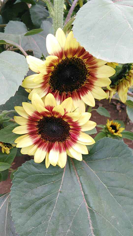 百万葵园是中国首个将向日葵作为观赏性植物并