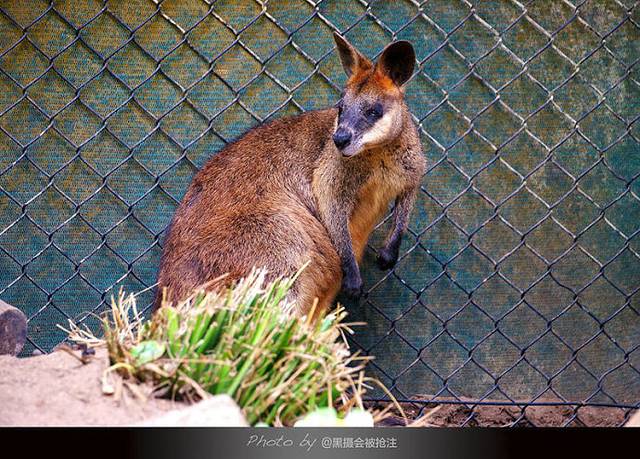 Kuranda Rainforest Tours