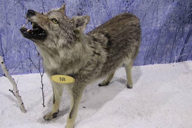 河,堪称森林曲水之最,在这里你会看到古代捕猎所用到的方法,会看到狼