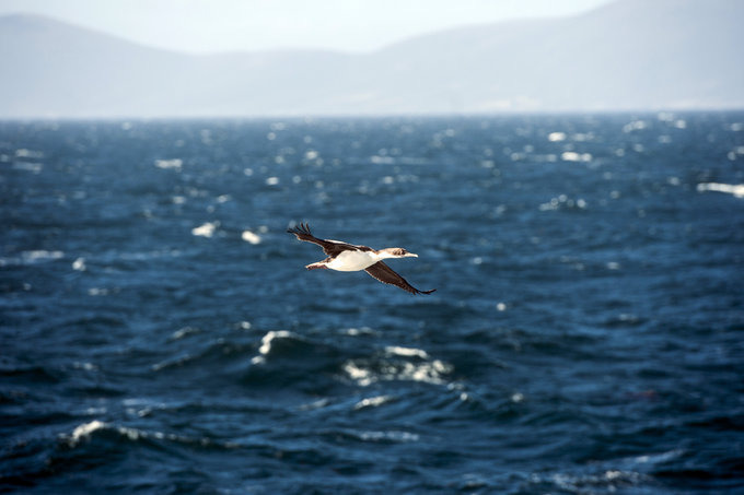 一场海洋生物的盛会图片 一场海洋生物的盛会图片