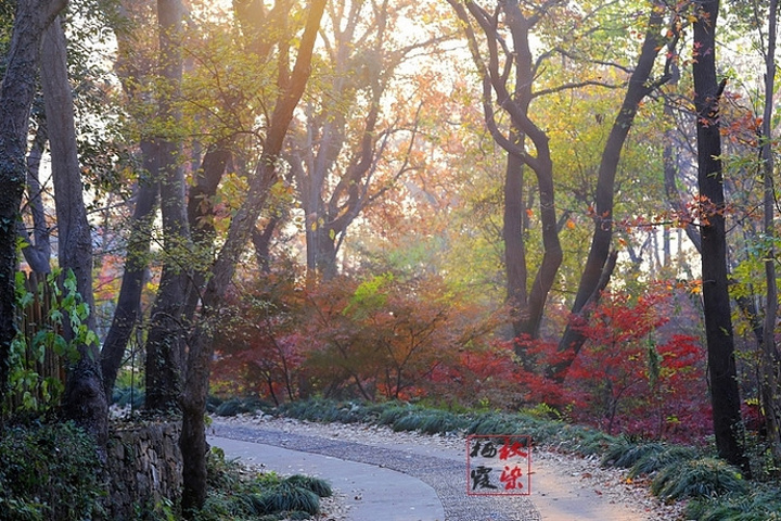 "都说秋风扫落叶，加上最近天气多变且恶劣，担心枫叶掉光，等真正来到栖霞山，赤橙黄绿、层林尽染，美丽非常_栖霞山"的评论图片