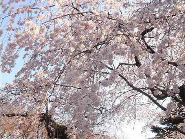 "...那里有着各种热带植被，最神奇的沙漠里来的仙人掌、仙人树、龙血树等等，冬天门口有卖梅花10元一把_南山植物园"的评论图片