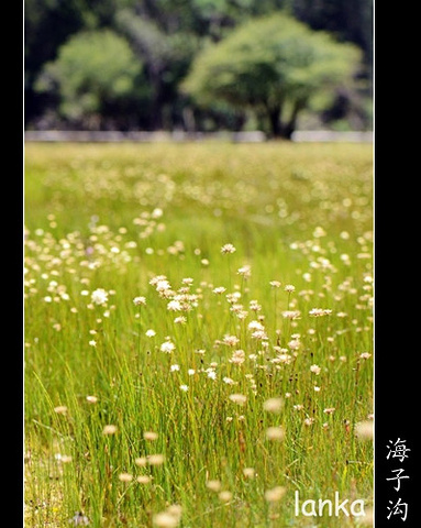 "美丽的雪山…小绾承认这里的确是“东方的阿尔卑斯”“美丽的川西高原”…四姑娘山“蜀山之后”的美..._四姑娘山海子沟风景区"的评论图片