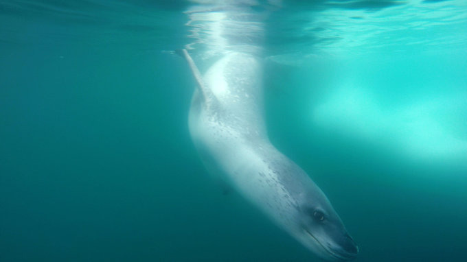 Danco岛图片 Danco岛图片