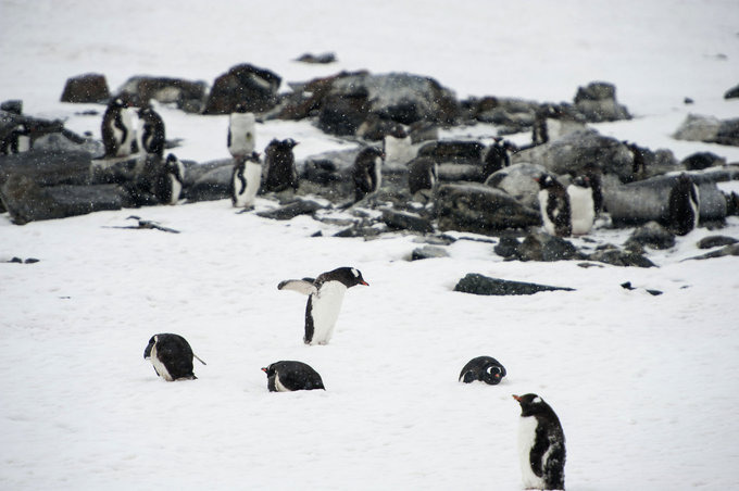 Danco岛图片 Danco岛图片