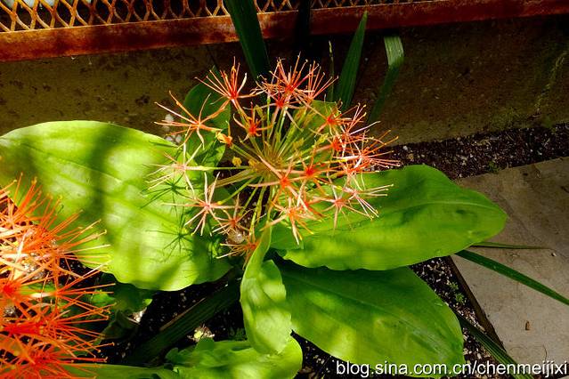 加拿大皇家植物园