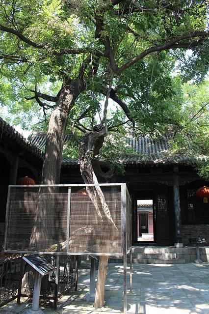 龙抱槐为马氏庄园一大奇观,位于中区西路的第三进院内.