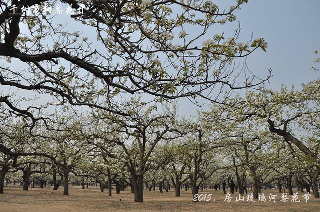 琉璃河万亩梨园