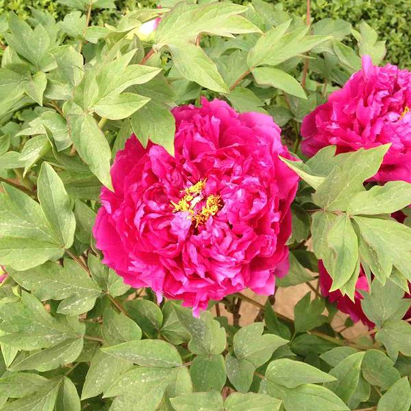 去的不是时候 花王还没开呢……不过其他的牡丹争奇斗艳,也是别具特色