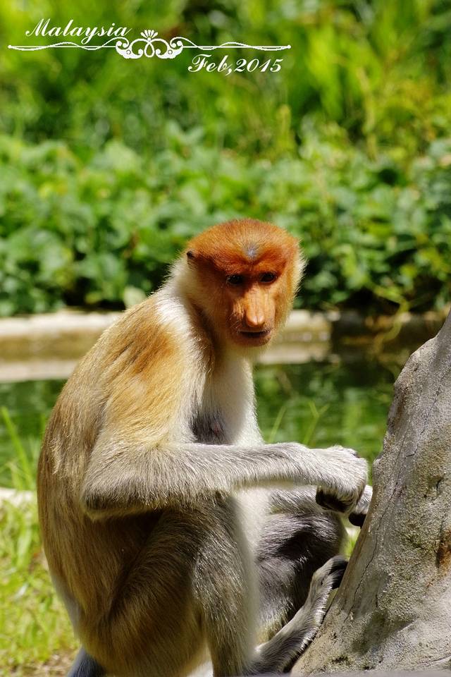 拉卜湾长鼻猴保护区