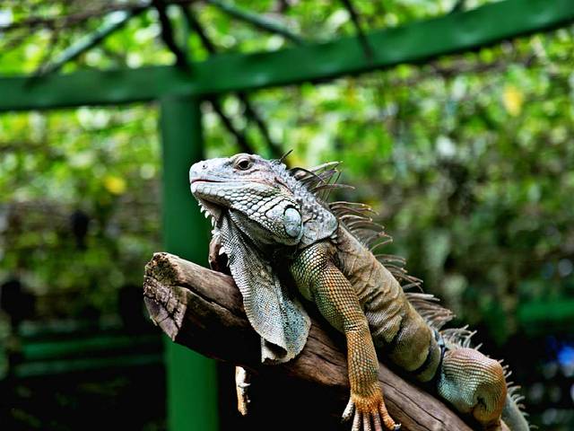 曼谷野生动物世界