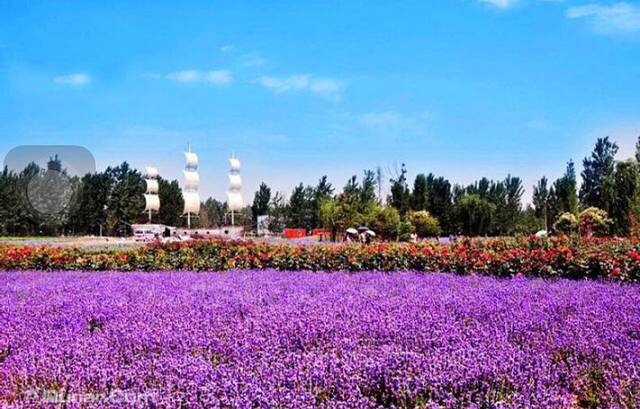 洛阳薰衣草庄园