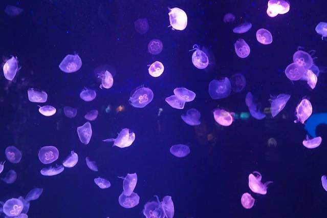 上海海洋水族馆