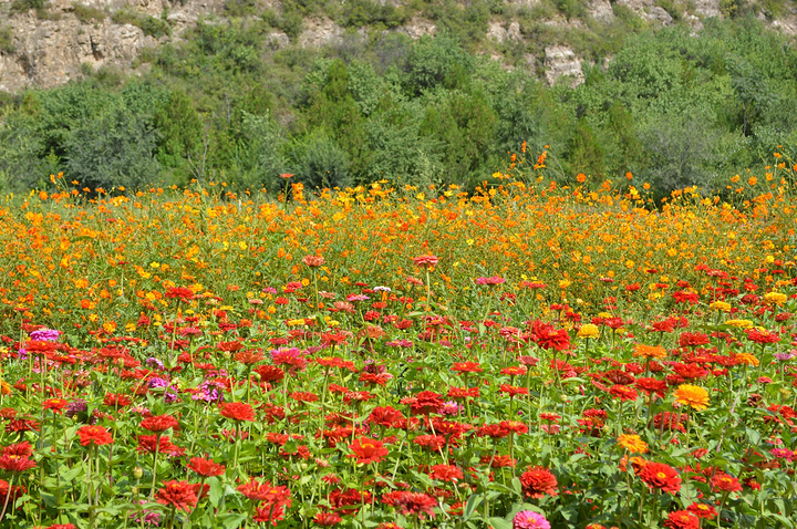 21四季花海最佳观赏时间是每年的8 9月份 这时候秋菊 薰衣草 向日葵 月季等花卉含苞怒放 姹紫嫣 四季花海 评论 去哪儿攻略