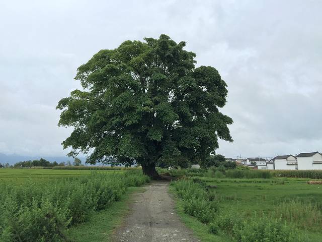 村头大树,静静地呆着.