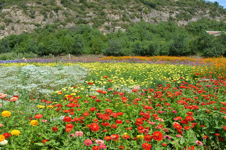 21四季花海最佳观赏时间是每年的8 9月份 这时候秋菊 薰衣草 向日葵 月季等花卉含苞怒放 姹紫嫣 四季花海 评论 去哪儿攻略