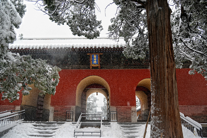 "...泛滥，亲眼目睹了这一惨烈现象：千年古柏的枝干在暴雪的重压下，不时发出可怕的断裂声，轰然折断落地_孔庙"的评论图片