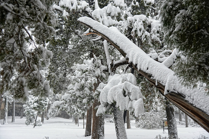 "...泛滥，亲眼目睹了这一惨烈现象：千年古柏的枝干在暴雪的重压下，不时发出可怕的断裂声，轰然折断落地_孔庙"的评论图片