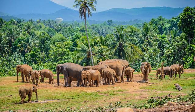 平纳瓦拉（大象孤儿院）